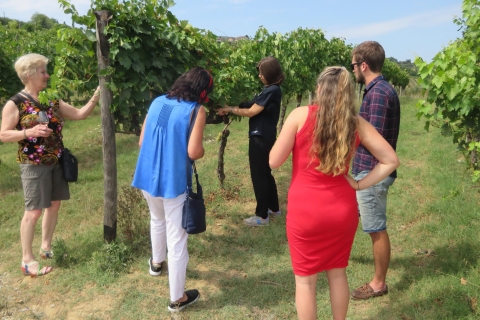 Z Rzymu: całodniowa wycieczka do Toskanii z degustacją wina