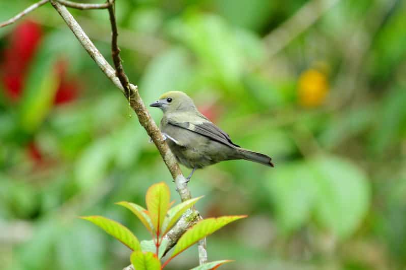 La Fortuna Danaus Ecological Park and Butterfly Garden Tour GetYourGuide