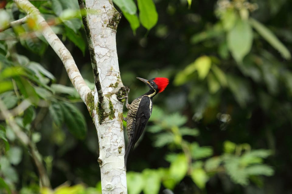 La Fortuna: Danaus Ecological Park and Butterfly Garden Tour | GetYourGuide