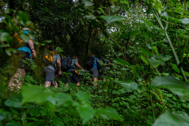 Moshi: Kilimanjaro Day Trip – Londorossi Gate hike to Shira