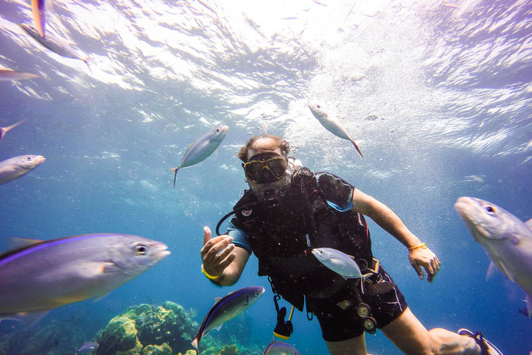 Aventure de plongée sous-marine à Catalina Le mur et l&#039;aquarium