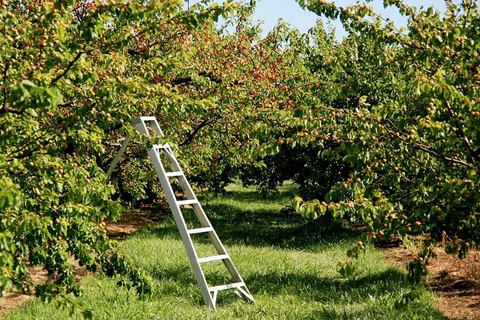 Cherry Garden and Waterfall RV Tour Toronto - Hamilton