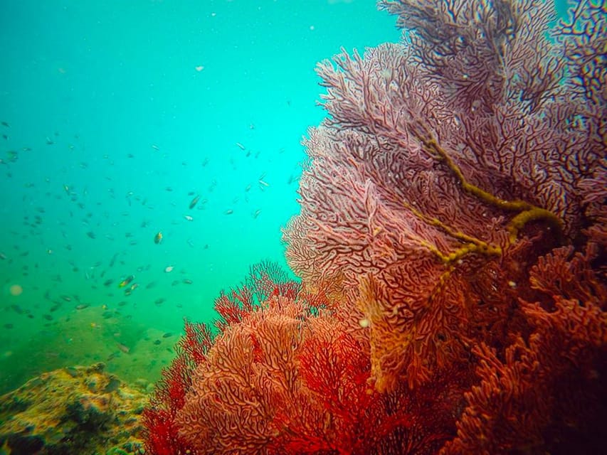 From Ko Lanta 4 Islands Snorkeling Tour by Long Tail Boat GetYourGuide