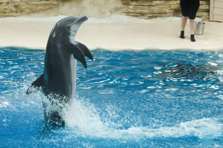Hurghada : spectacle d'1 h à Dolphin World & prise en chargeBillets pour la Dolphin House avec transfert