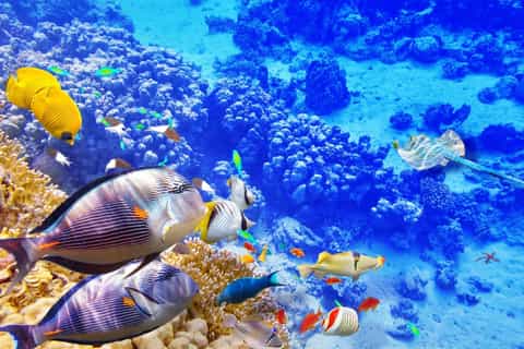 Hurghada: Dolphin-Watching Cruise with Snorkeling and Lunch