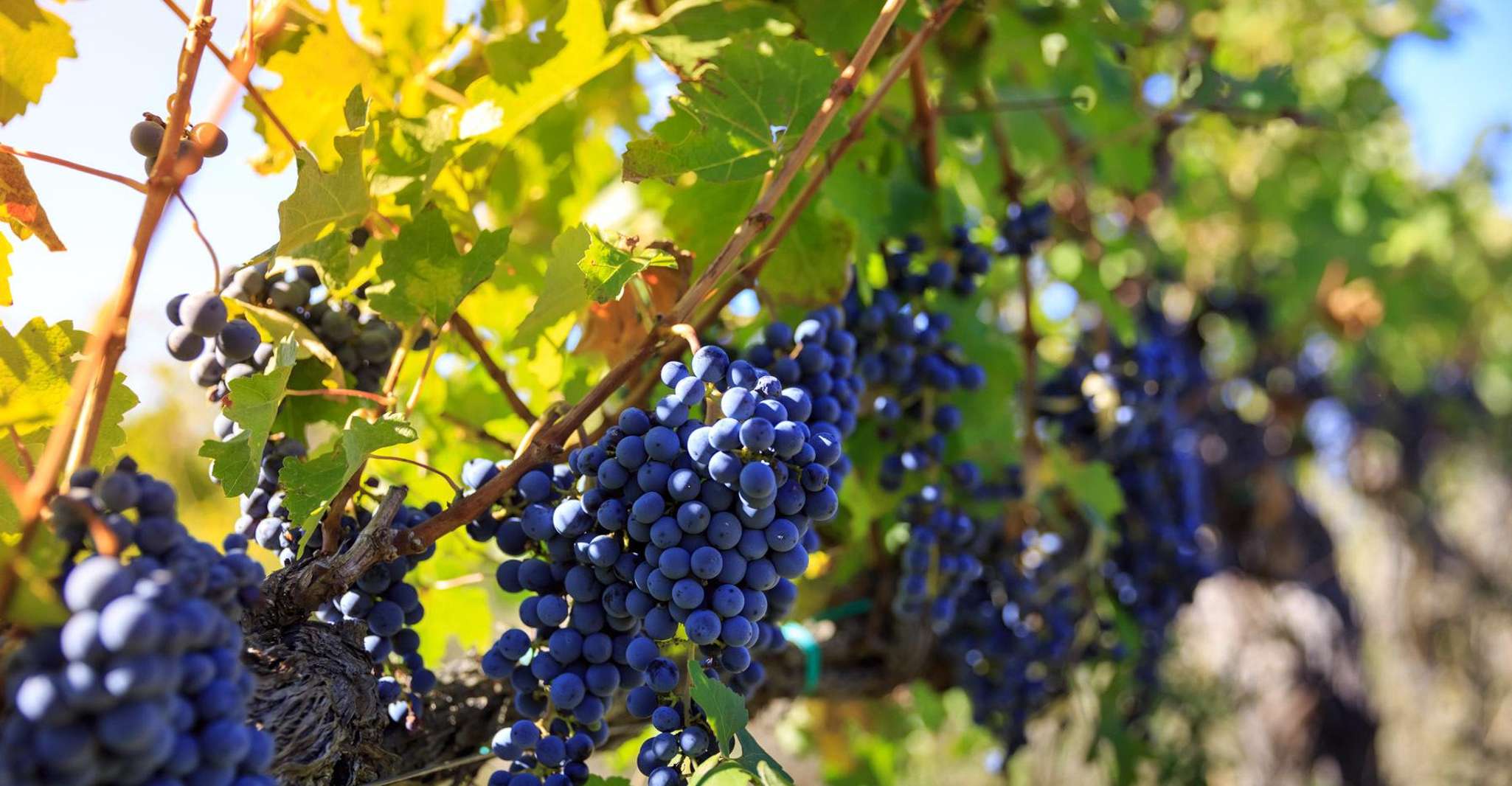 Chianti, Wine and Olive Oil Tasting with Cellar Tour yakınlarında yapılacak şeyler - Hizvo