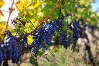 Chianti, degustação de vinho e azeite com passeio de adega - Hizvo