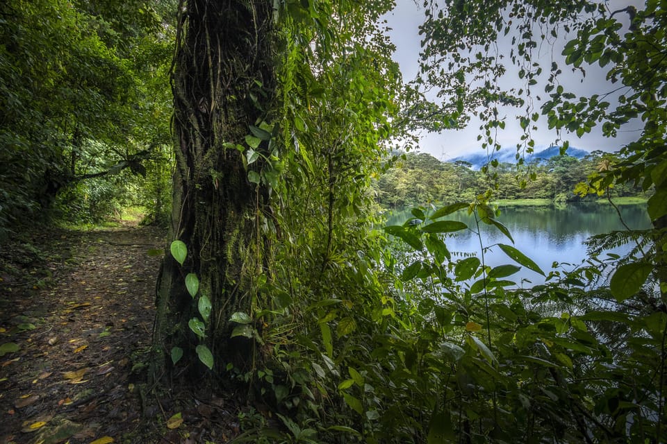 Costa Rica: Children's Eternal Rainforest Expedition | GetYourGuide