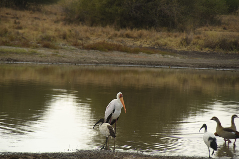 Nairobi-Nationalpark: Ganz- oder Halbtagestour mit GuideHalbtägige Tour