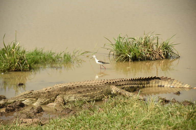 Parque Nacional de Nairobi: tour de 1 o 1/2 día con guíaTour de medio día