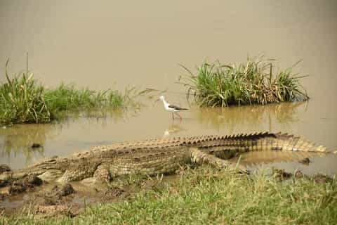 Nairobi National Park Full or Half-Day Tour with Guide