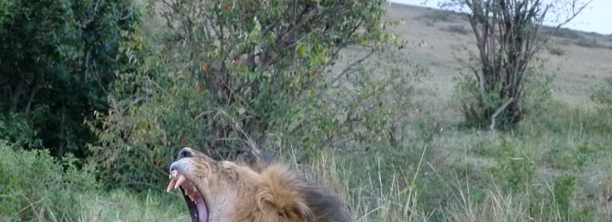 Visite du parc national de Nairobi avec guide (journée ou demi-journée)