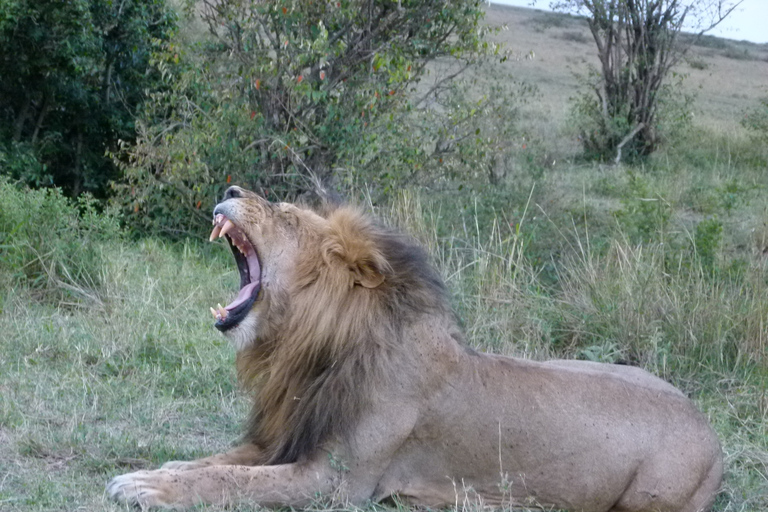 Parque Nacional de Nairobi: tour de 1 o 1/2 día con guíaTour de medio día