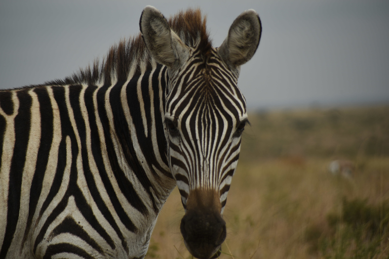 Nairobi National Park Tour plus olifanten- en giraffencentra