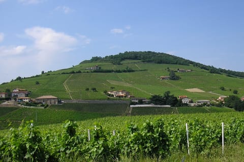 Half-Day Beaujolais Wine Tour from Lyon