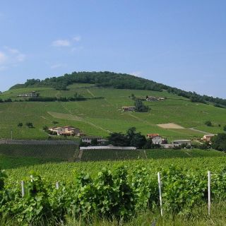 Half-Day Beaujolais Wine Tour from Lyon
