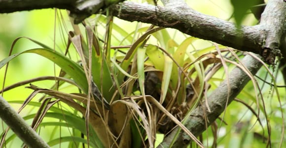 Jungle Hike Tour