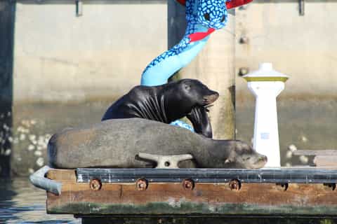 Marina Del Rey: Kajak- und SUP-Tour mit Seelöwen
