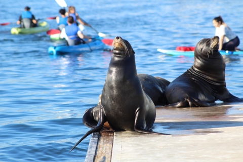 Marina Del Rey: Tour de kayak et de paddleboard avec les lions de mer