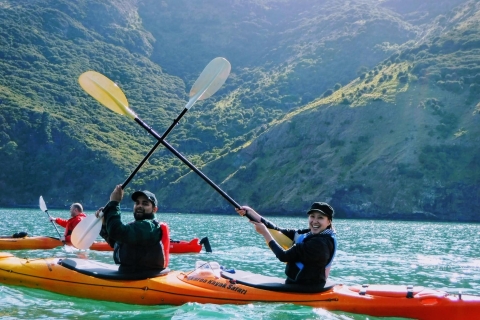 Akaroa: Safari guiado en kayak por el mar al amanecer de 3 horas