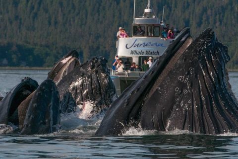 Juneau: Premier Whale Watch