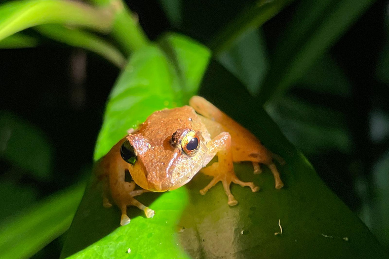 Visite nocturne de la forêt tropicale