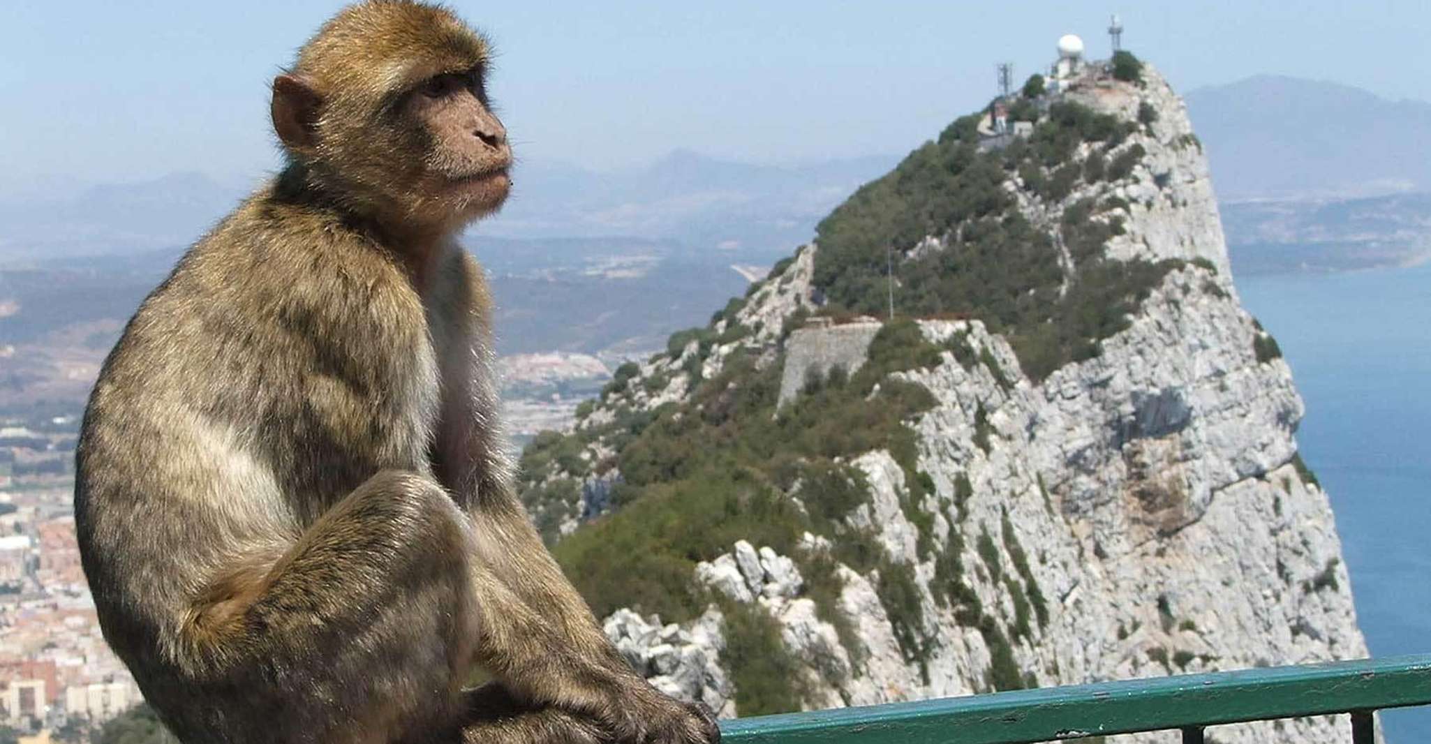 From Costa del Sol, Day Trip to Gibraltar with Guided Tour - Housity