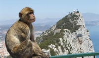 Desde Costa del Sol, viaje de un día a Gibraltar con una visita guiada - Housity
