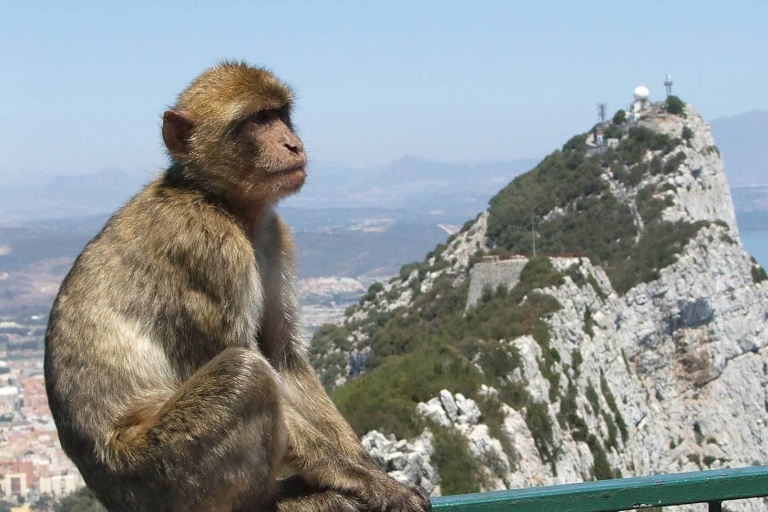 Z Costa del Sol: wycieczka całodniowa na Gibraltar z przewodnikiemZ centrum Malagi