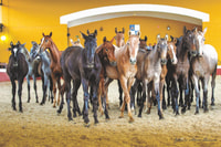 Jerez, Yeguada de la Cartuja Carthusian Horses Tour - Housity