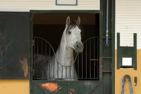 Jerez: Yeguada de la Cartuja Carthusian Horses Tour