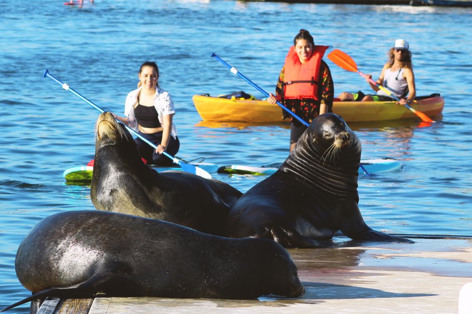Marina Del Rey: tour in kayak e paddleboard con leoni marini