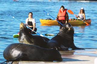 Marina Del Rey: Kajak- und Paddleboard-Tour mit Seelöwen