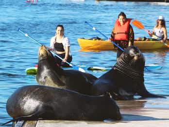 Marina Del Rey : Excursion en kayak et paddleboard avec les lions de mer