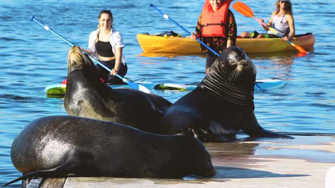 marina del rey tour en kayak y paddleboard con leones marinos