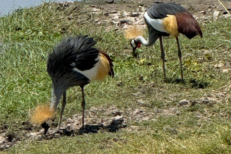 Nairobi: 4 Days epic trip to Amboseli, Tsavo West & East