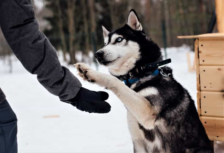 where can i buy a husky dog