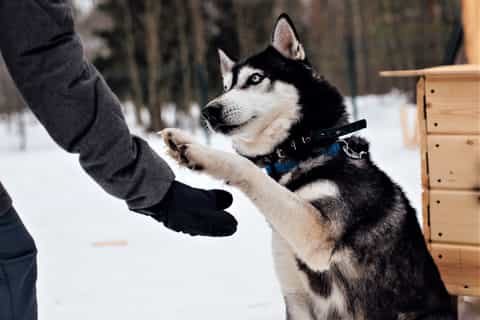 San Pietroburgo: giro in slitta trainata da Husky e pranzo