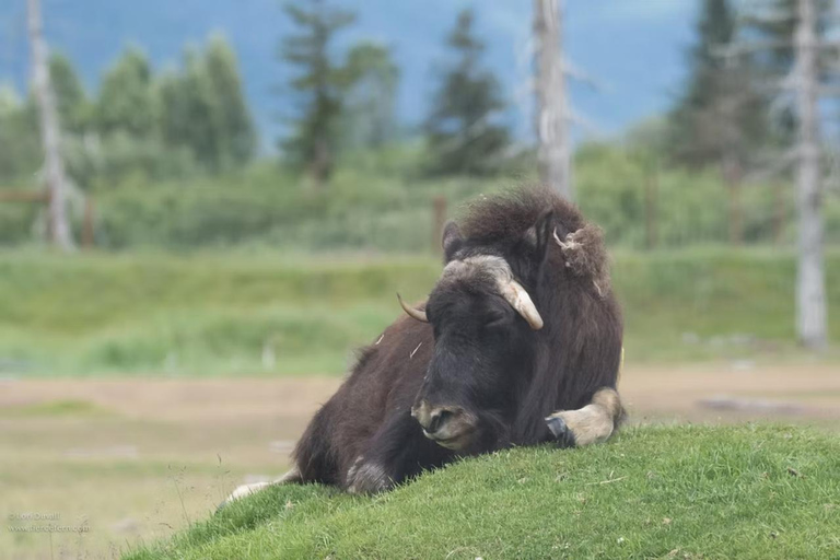 Anchorage: Alaska Wildlife Tour with Hotel Pickup