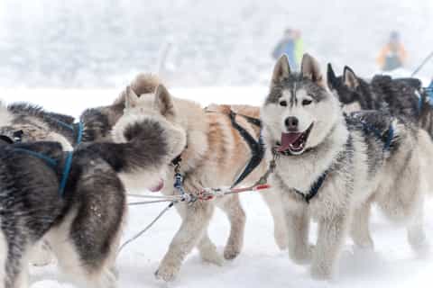 Rovaniemi: Snowmobile to Reindeer, Husky Farm, Santa Village