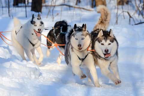 Rovaniemi: Snowmobile to Reindeer, Husky Farm, Santa Village