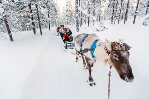 Rovaniemi: Snowmobile to Reindeer, Husky Farm, Santa Village