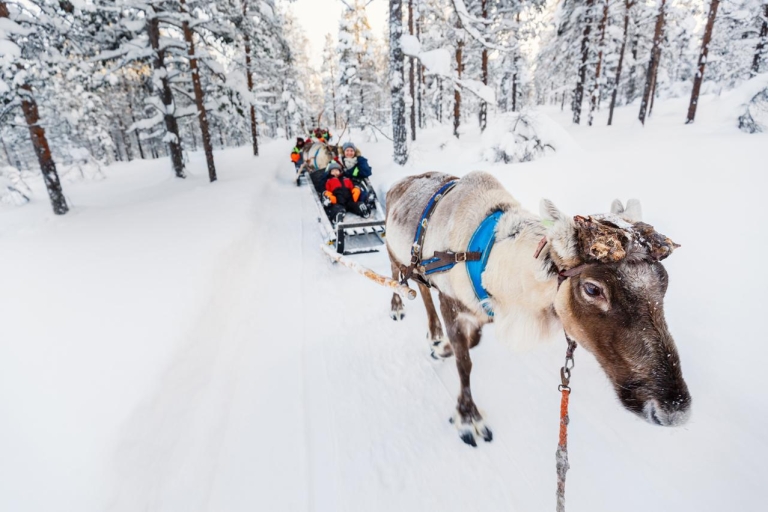 Rovaniemi: combinación de Husky Park y granja de renos en minibúsRovaniemi: paseo en husky y renos con visita al pueblo de Papá Noel