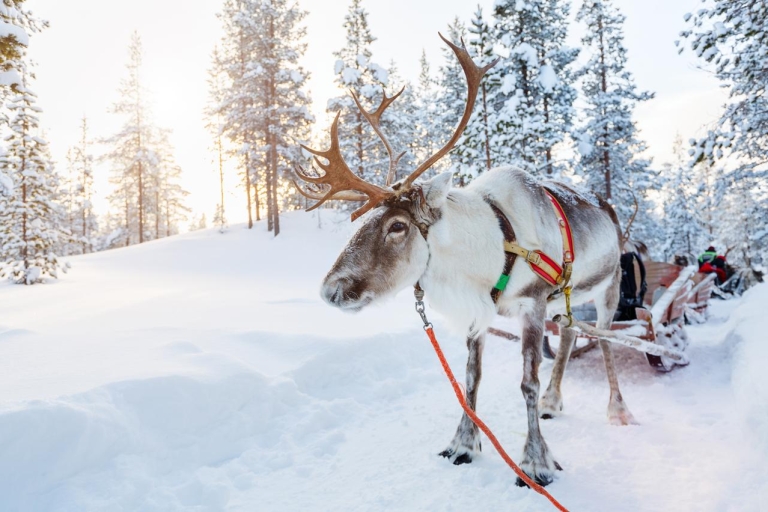 Rovaniemi : forfait fermes de huskies et rennes en minibusRovaniemi : traîneau, huskies, rennes & village du Père Noël