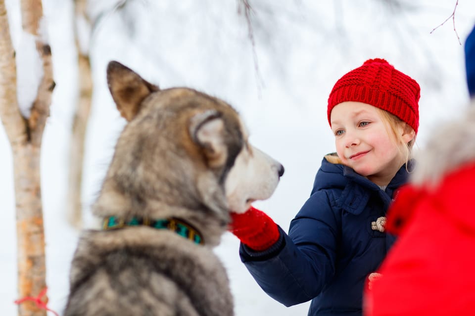 Rovaniemi: Husky Park and Reindeer Farm Combo by Minibus | GetYourGuide