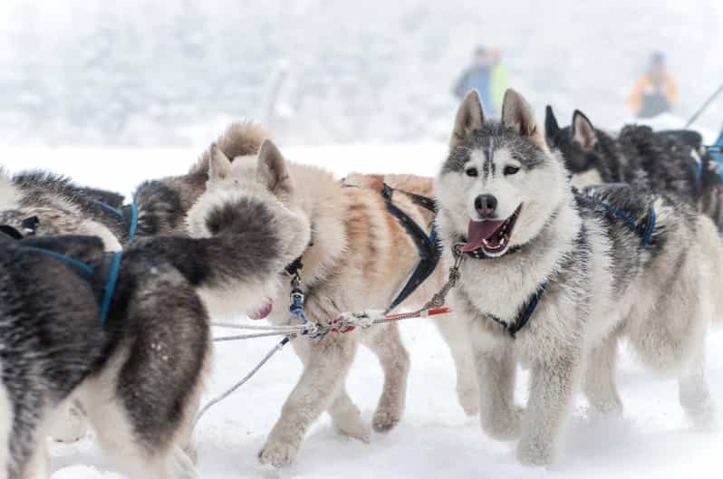 Rovaniemi: Combo Parque de los Huskys y Granja de Renos en Minibús | GetYourGuide