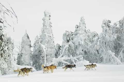 Rovaniemi: Reindeer, Huskies & Santa Claus Village