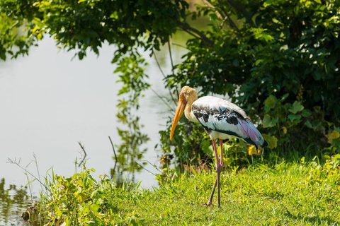 Sri Lanka: jednodniowa wycieczka z atrakcjami zachodniej prowincji i safari