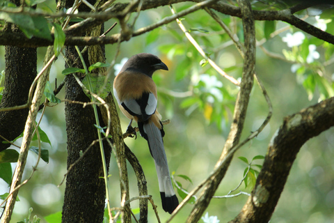 Sri Lanka: excursion d'une journée et safari dans la province occidentale