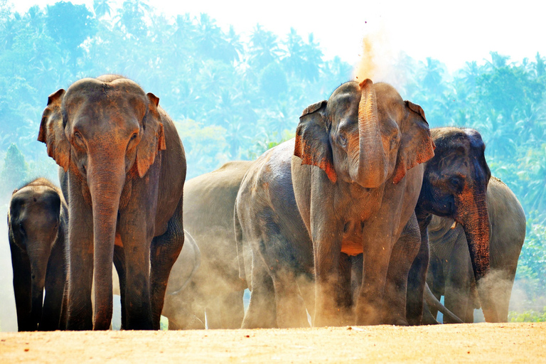 Sri Lanka: Westprovinz Highlights Tagestour und Safari